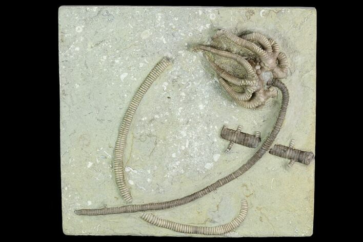 Crinoid (Agaricocrinus) Fossil - Crawfordsville, Indiana #122977